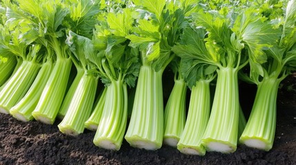 Obraz premium Fresh Green Celery Stalks Ready for Harvest in Farm Field