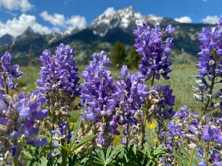 Obraz premium Teton Lupine 