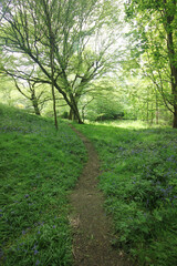 Queens Hill Costessey Norwich, United Kingdom, May 2, 2024. Views from Queens Hill Forest