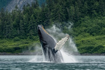 Fototapeta premium Majestic humpback whale breaching in alaskan waters amidst lush forest