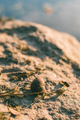 Close-up of an old, twisted shell on a sunlit stone, surrounded by dry plants near a river or pond. Warm light and blurred background evoke a tranquil, natural marine atmosphere. 


