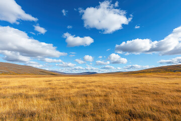 Obraz premium Vast tundra landscape under bright blue sky with fluffy clouds. golden grass stretches across horizon, creating serene and tranquil atmosphere