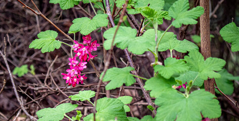 Fototapeta premium Cute fragile delicate pink red flowers in green leaves in the forest nature