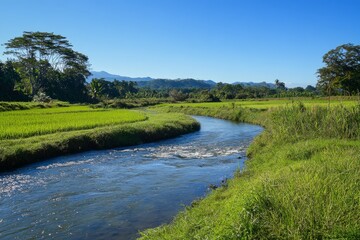 Peaceful river flowing through rice fields under clear sky.morning natural view, bali, enchanting and magical viewpoint 