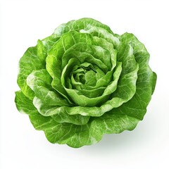 Obraz premium A whole head of fresh, leafy lettuce, isolated on white background, highlighting green nutrition and fresh produce, ideal for salad bars, healthy meal planning, organic market branding