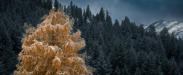 Winter Tree