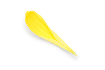 Yellow chrysanthemum flower petal on white background