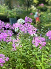 Obraz premium pink flowers in the garden