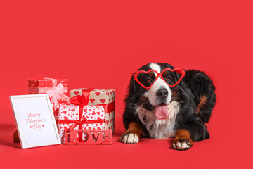 Bernese Mountain dog in eyeglasses with card and gifts lying on red background. Valentine's Day...