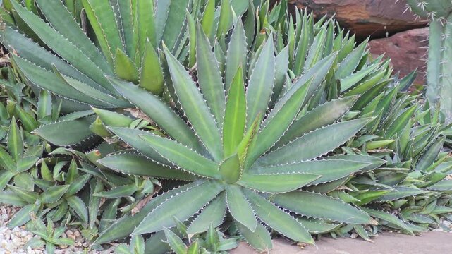 Agave americana