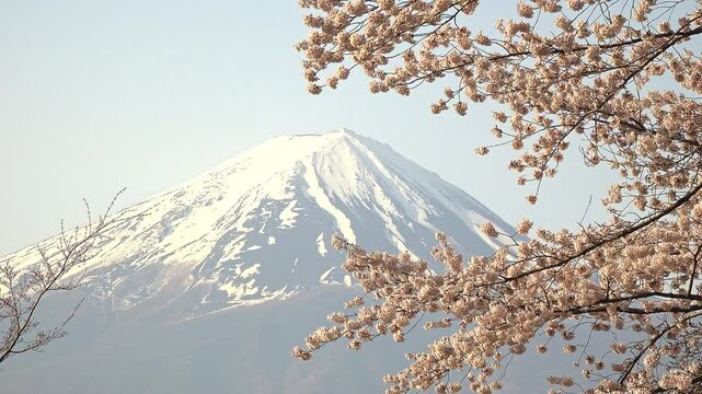 富士山と青空を背景にした風に揺れる桜の花のクローズアップ、固定撮影