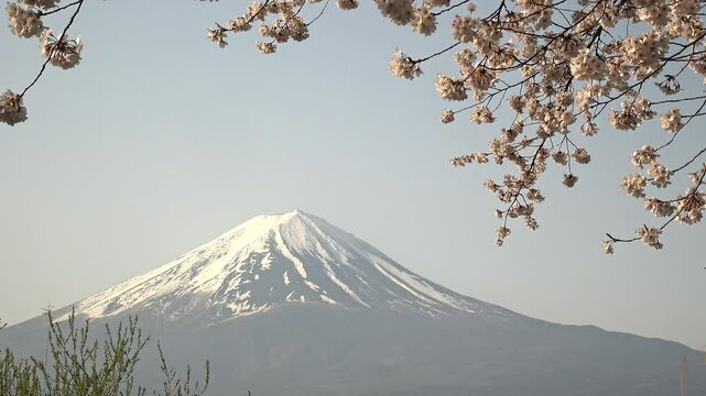 富士山と青空を背景にした風に揺れる桜の花のクローズアップ、固定撮影、環境音あり
