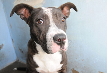 Obraz premium OC SHELTER DOGS.© Pupparazzi - Debbie VanStory