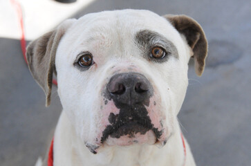 ocac, shelter dogs, jail, confinement, adopt don't shop, pit bull, german shepherd, boxer, mix breed, chihuaha, maltipoo, pug, husky, american bull dog, mastiff, beagle, staffy, action, caged, portrai