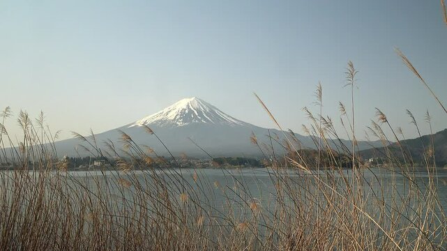 アシ(ヨシ)の生える湖の水辺から富士山を望んだ風景、固定撮影