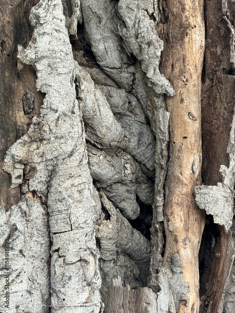 Poster tree trunk texture macro shot