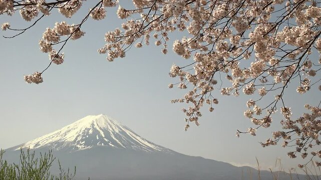 富士山と青空を背景にした風に揺れる桜の花のクローズアップ、固定撮影