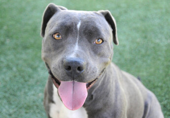 OC SHELTER DOGS.&copy; Pupparazzi - Debbie VanStory