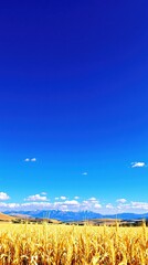 Obraz premium Bountiful wheat crops in Albanian agriculture, abundance, bountiful, grains, plantations