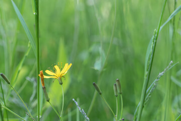 春の野原にニガナの黄色い花