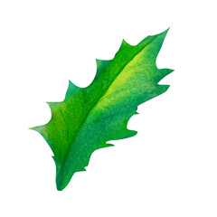 Holiday Holly Artwork: A beautifully rendered watercolor depiction of holly leaves, suitable for festive gift tags, New Year decor, or eco-friendly holiday packaging.