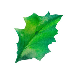 Fototapeta premium Holly leaves Festive Greenery: Watercolor-painted holly leaves, great for creating Christmas-themed posters, New Year announcements, or seasonal clipart sets. winter weddings, or gift wrapping ideas.