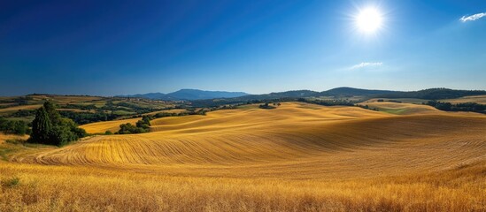 Fototapeta premium Harvest of Labor. The golden wheat fields, bathed in sunlight, represent the fruition of hard work and the abundant blessings of a bountiful harvest. 