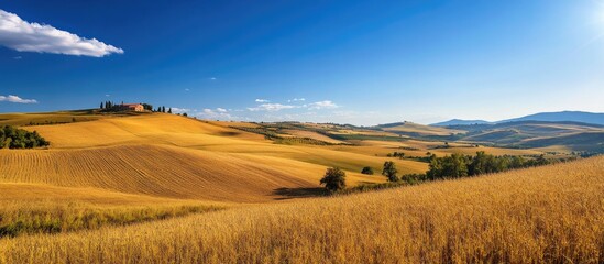 Harvest of Labor. A bright sun casts its light over golden wheat fields, symbolizing the readiness of the harvest and the culmination of effort.
