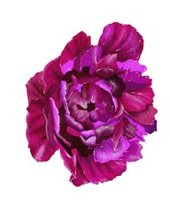 Watercolor illustration of peony. Illustration for posters, decorations, postcards. 