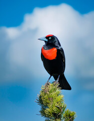 Fototapeta premium Pájaro de color negro con pecho rojo, parado en la punta de una rama.