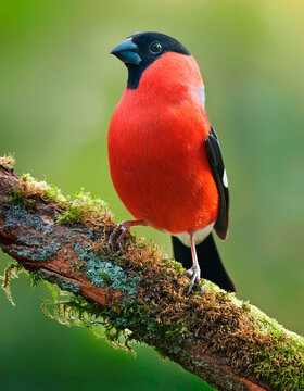 P&aacute;jaro de color rojo, parado en la rama de un &aacute;rbol.