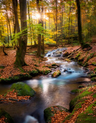 Agua corriente por entre los &aacute;rboles del bosque.
