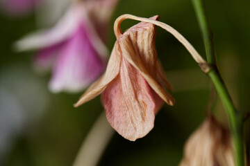 Close-up view of wilted orchid on plant