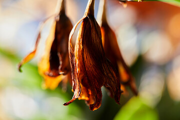 Close-up view of wilted orchid on plant