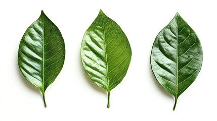 Fototapeta premium Simple yet elegant leaves, showcasing the understated beauty of nature, with delicate veins and soft curves that highlight the natural elegance and peaceful charm of plant life.