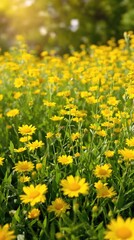 Fototapeta premium Close up of vibrant yellow wildflowers among lush green grass, meadow, yellow, sunlight