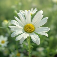Obraz premium Close up of white daisy fleabane flowers in full bloom, blooming, spring, vibrant, daisy fleabane, close up