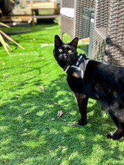 Obraz premium black cat on the grass