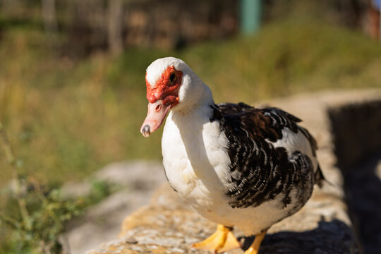 Retrato detallado de un pato con cabeza roja y plumaje contrastante, capturado bajo luz natural. Ideal para proyectos de naturaleza y estudio de aves.
