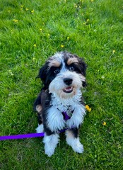 Fototapeta premium happy puppy in a grassy field