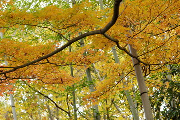 竹林と紅葉