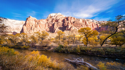 Autumn leaves and trees in Grand Capitol Reef, Utah, USA