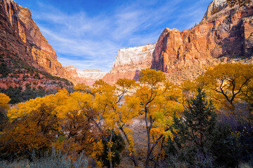 Fototapeta premium Autumn leaves and trees in Grand Capitol Reef, Utah, USA