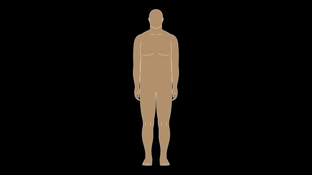 肥満から筋肉質の体型へ変化、ビフォーアフターの男性。　正面から見た男性のイラスト