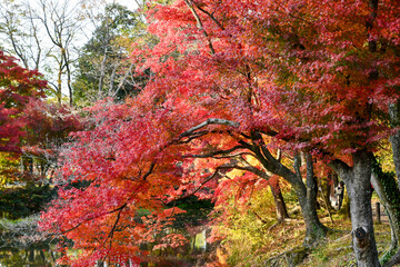 京都の秋 京都府立植物園の紅葉