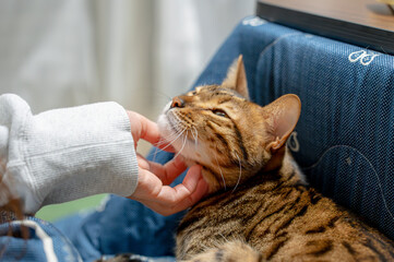 Naklejka na ściany i meble 飼い主に撫でられる猫
