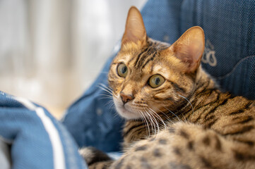 Naklejka premium 寛ぐ猫（ベンガルキャット）