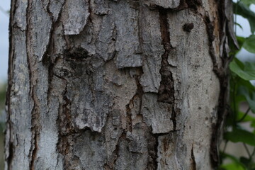 The tree bark features a rugged, textured surface with distinct natural patterns. Its uneven, cracked, and layered appearance exudes an organic, aged quality, emphasizing strength and resilience.