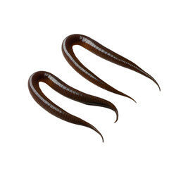 Fototapeta premium Lechies on a white wooden table isolated on the white background