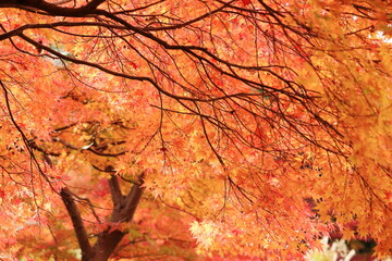 カラフルに色づいた公園のもみじ